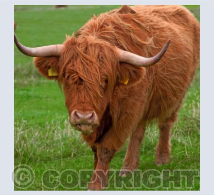 Highland Cow