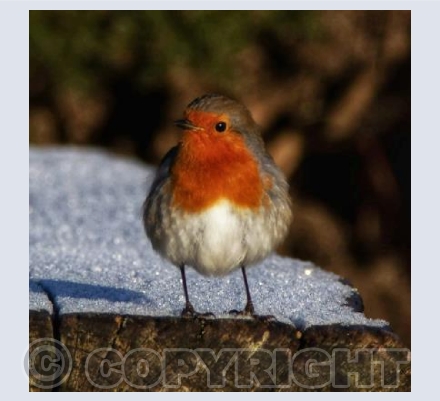 Winter Robin at Arne