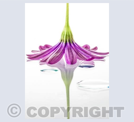 Reflective Gerbera