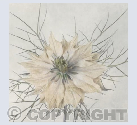 Love in a Gentle Mist