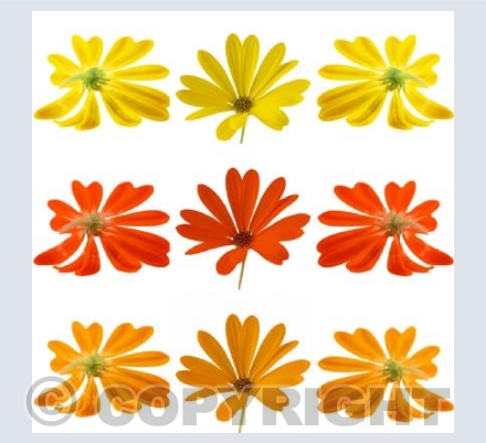 Daisy Daisy