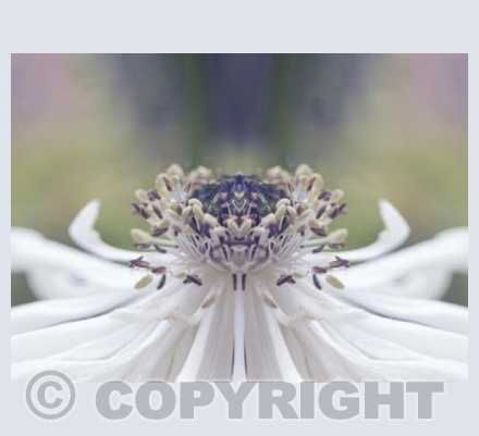White Anemone
