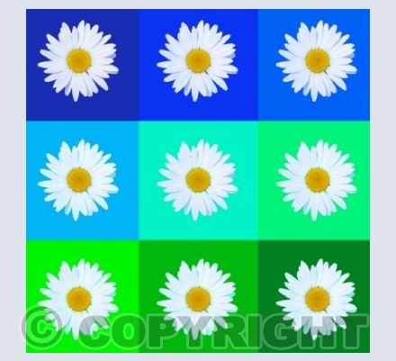 Daisies