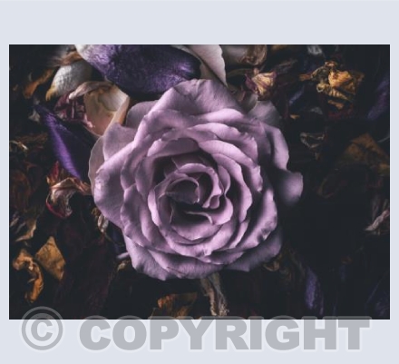 Faded Blooms