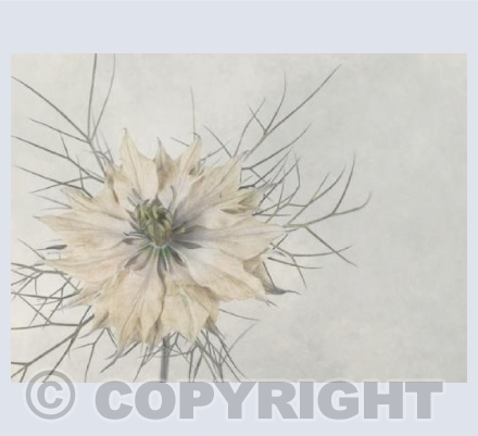 Love in a Gentle Mist 02