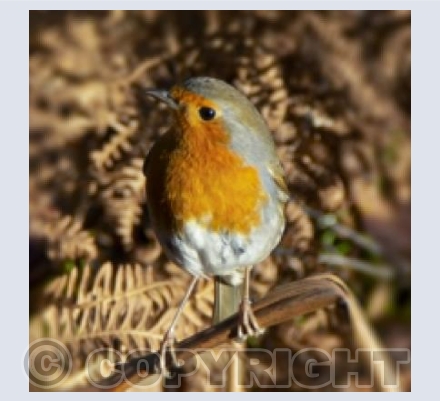 Robin at Arne, Dorset