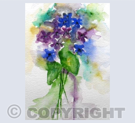 Bold Violets
