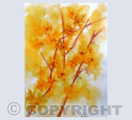 Forsythia
