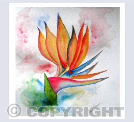 Bird of paradise