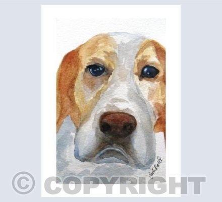Beagle