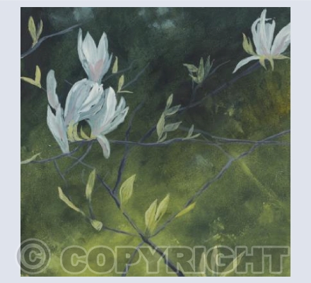 Magnolias at Cothay