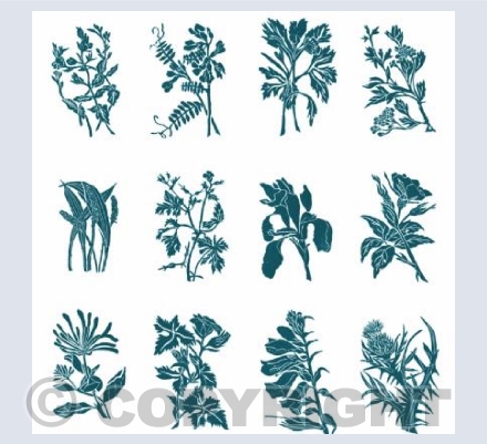 Somerset Hedgerow - Summer G