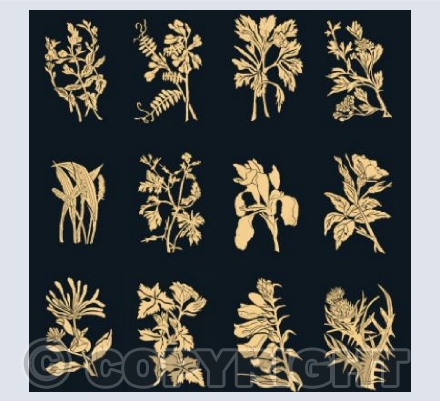 Somerset Hedgerow - Summer 2020I