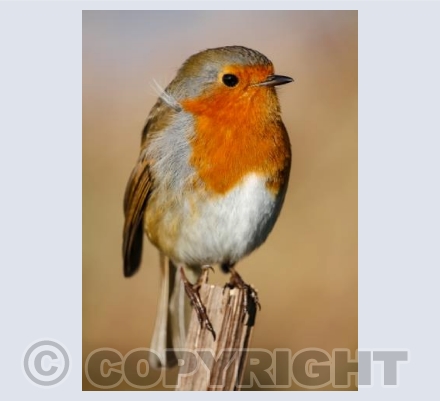 Robin 