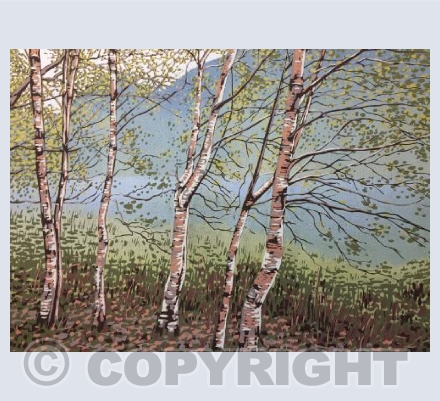Grasmere Birches