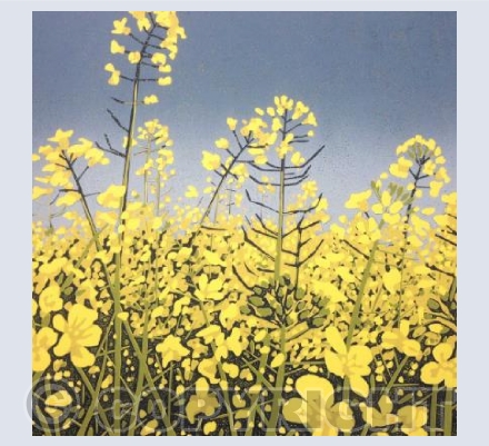 Sunshine Fields