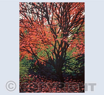 Autumn Acer
