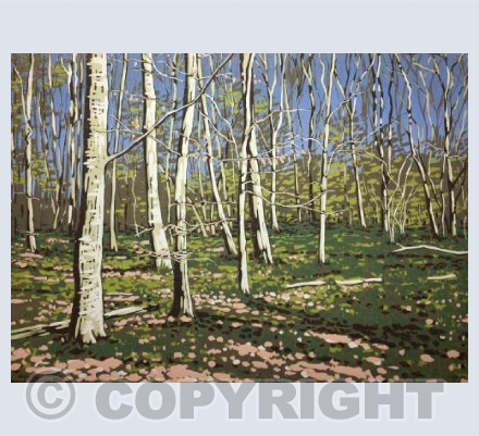 Beeches in Early Spring