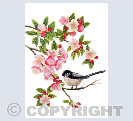 Amongst the Apple Blossom