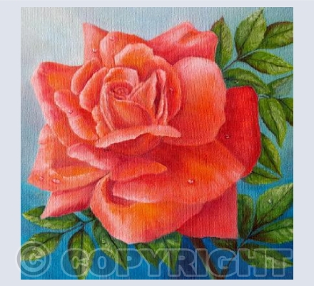 Raindrops on Roses