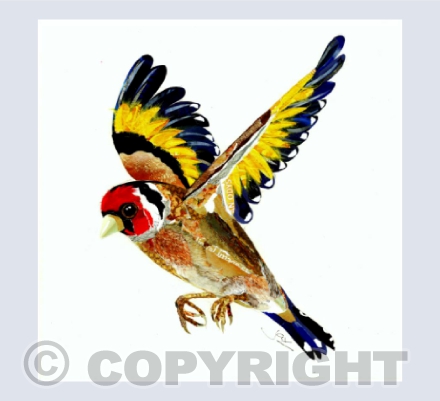Goldfinch in flight