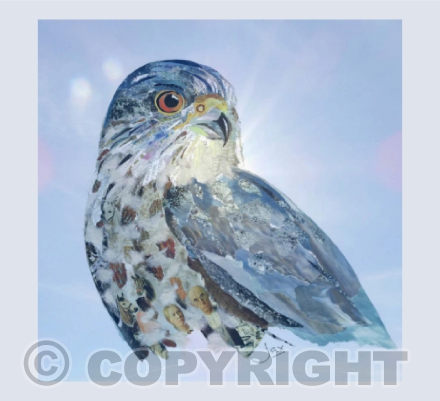 Sparrowhawk blue