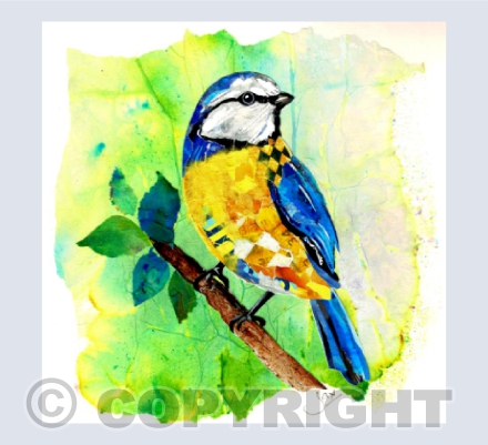 Blue Tit No.3