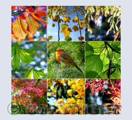 The leaves of Florence Park, Oxford