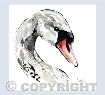 Mute Swan