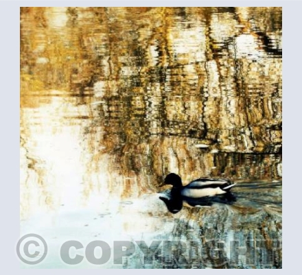 Duck on River