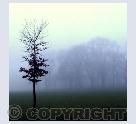Misty South Parks