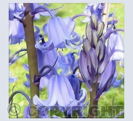 Bluebells