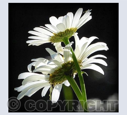 Daisies 3