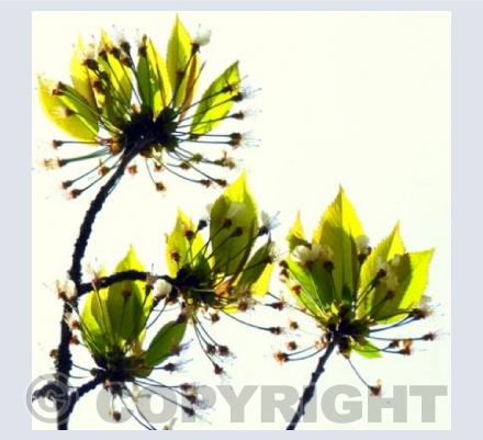 Abstract blossom