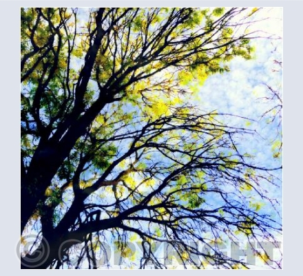 New leaves