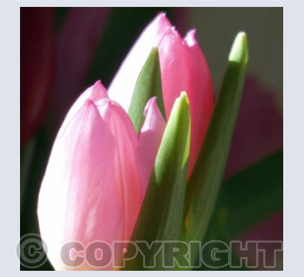 Tulips