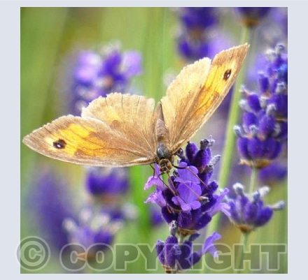 Meadow brown butterfly