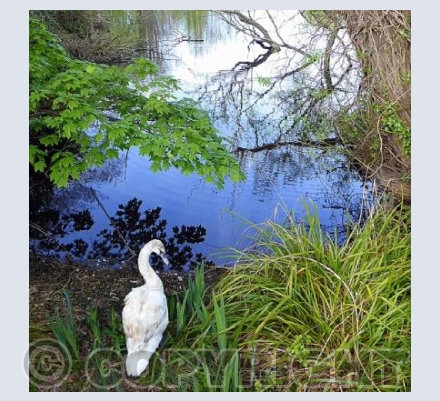 Swan lake
