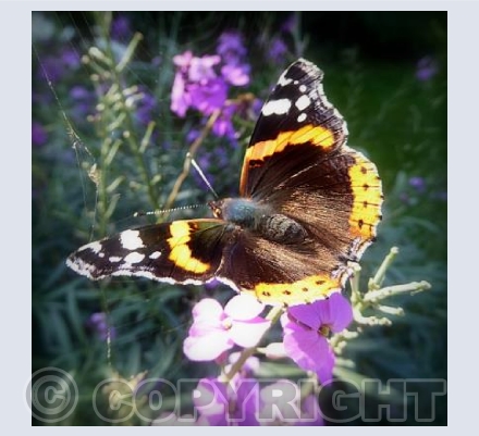 Red admiral butterfly 1