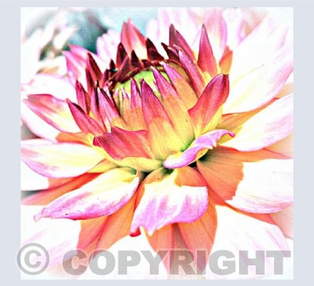 Chrysanthemum