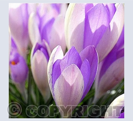 Crocuses