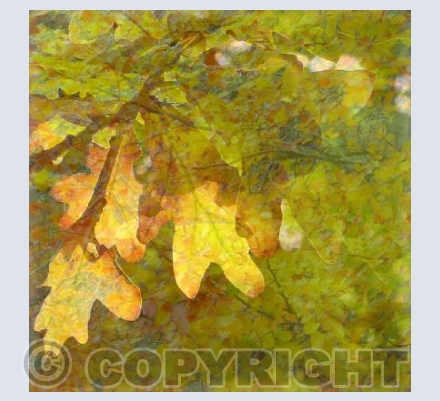 Autumn leaves 3