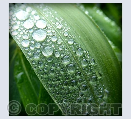 Raindrops on leaves