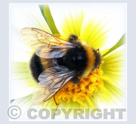 Bumble bee