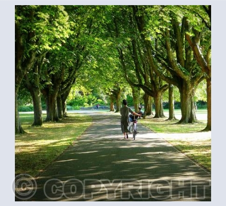 Evening light in the park