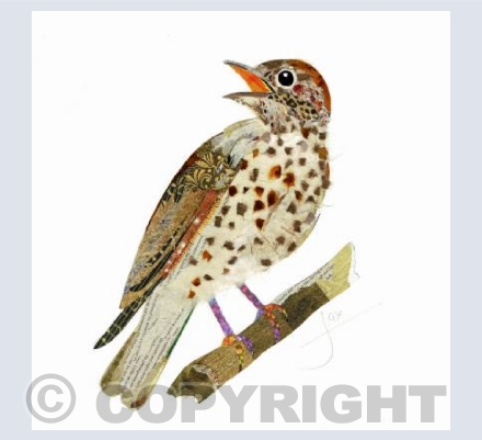 Song Thrush