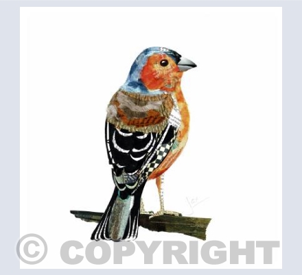 Chaffinch