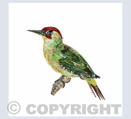 Green woodpecker