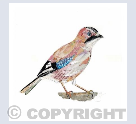 Jay