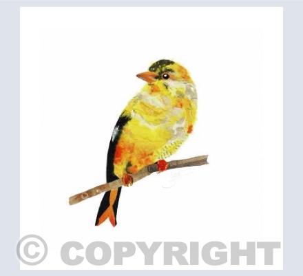 American Goldfinch